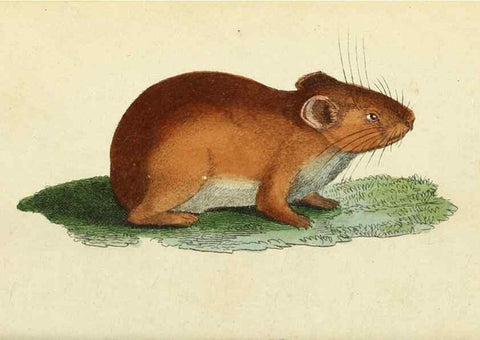 Reproducción/Reproduction 49095355722: The Naturalist's Pocket Magazine or compleat cabinet of the curiosities and beauties of nature.. London.. 