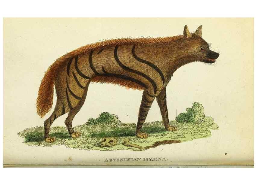 Reproducción/Reproduction 49094645378: The Naturalist's Pocket Magazine or compleat cabinet of the curiosities and beauties of nature.. London.. 