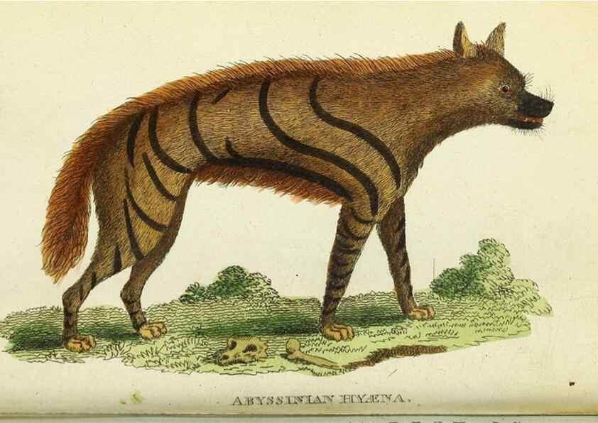 Reproducción/Reproduction 49094645378: The Naturalist's Pocket Magazine or compleat cabinet of the curiosities and beauties of nature.. London.. 