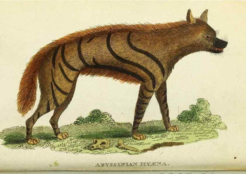 Reproducción/Reproduction 49094645378: The Naturalist's Pocket Magazine or compleat cabinet of the curiosities and beauties of nature.. London.. 