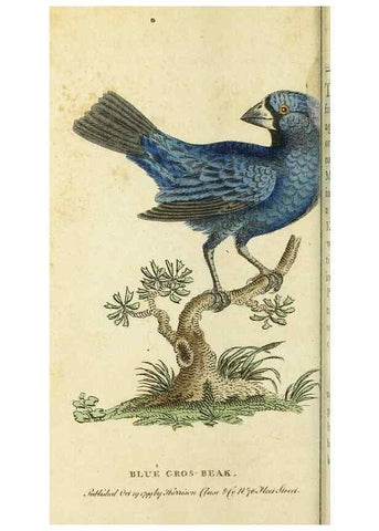 Reproducción/Reproduction 49095176136: The Naturalist's Pocket Magazine or compleat cabinet of the curiosities and beauties of nature.. London.. 