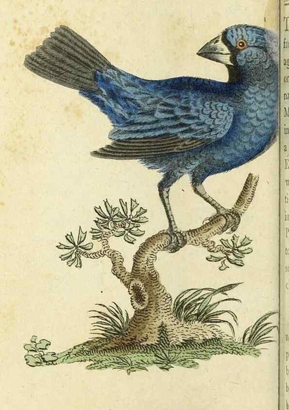 Reproducción/Reproduction 49095176136: The Naturalist's Pocket Magazine or compleat cabinet of the curiosities and beauties of nature.. London.. 