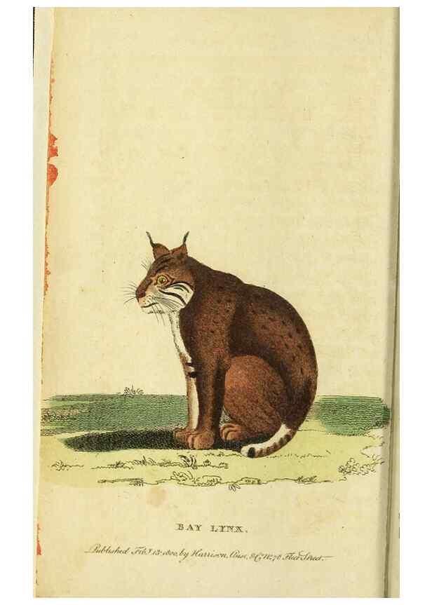 Reproducción/Reproduction 49095898787: The Naturalist's Pocket Magazine or compleat cabinet of the curiosities and beauties of nature.. London.. 