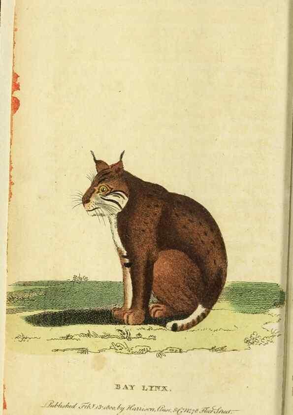 Reproducción/Reproduction 49095898787: The Naturalist's Pocket Magazine or compleat cabinet of the curiosities and beauties of nature.. London.. 