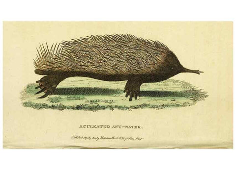 Reproducción/Reproduction 49095200508: The Naturalist's Pocket Magazine or compleat cabinet of the curiosities and beauties of nature.. London.. 