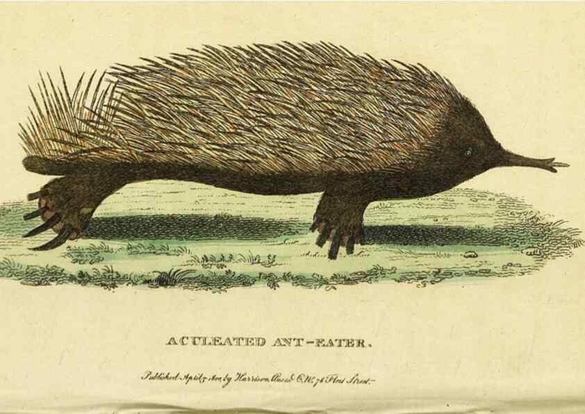 Reproducción/Reproduction 49095200508: The Naturalist's Pocket Magazine or compleat cabinet of the curiosities and beauties of nature.. London.. 