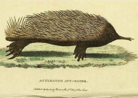 Reproducción/Reproduction 49095200508: The Naturalist's Pocket Magazine or compleat cabinet of the curiosities and beauties of nature.. London.. 