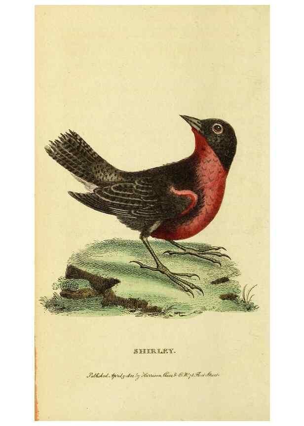 Reproducción/Reproduction 49095716376: The Naturalist's Pocket Magazine or compleat cabinet of the curiosities and beauties of nature.. London.. 