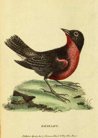 Reproducción/Reproduction 49095716376: The Naturalist's Pocket Magazine or compleat cabinet of the curiosities and beauties of nature.. London.. 