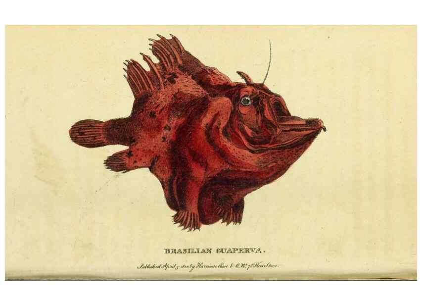 Reproducción/Reproduction 49095907367: The Naturalist's Pocket Magazine or compleat cabinet of the curiosities and beauties of nature.. London.. 
