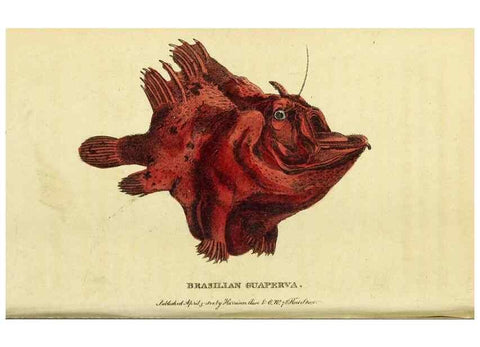 Reproducción/Reproduction 49095907367: The Naturalist's Pocket Magazine or compleat cabinet of the curiosities and beauties of nature.. London.. 