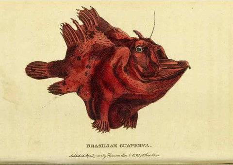 Reproducción/Reproduction 49095907367: The Naturalist's Pocket Magazine or compleat cabinet of the curiosities and beauties of nature.. London.. 
