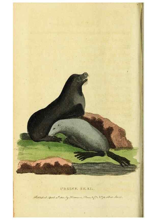 Reproducción/Reproduction 49095907727: The Naturalist's Pocket Magazine or compleat cabinet of the curiosities and beauties of nature.. London.. 