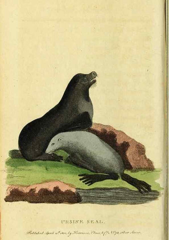 Reproducción/Reproduction 49095907727: The Naturalist's Pocket Magazine or compleat cabinet of the curiosities and beauties of nature.. London.. 