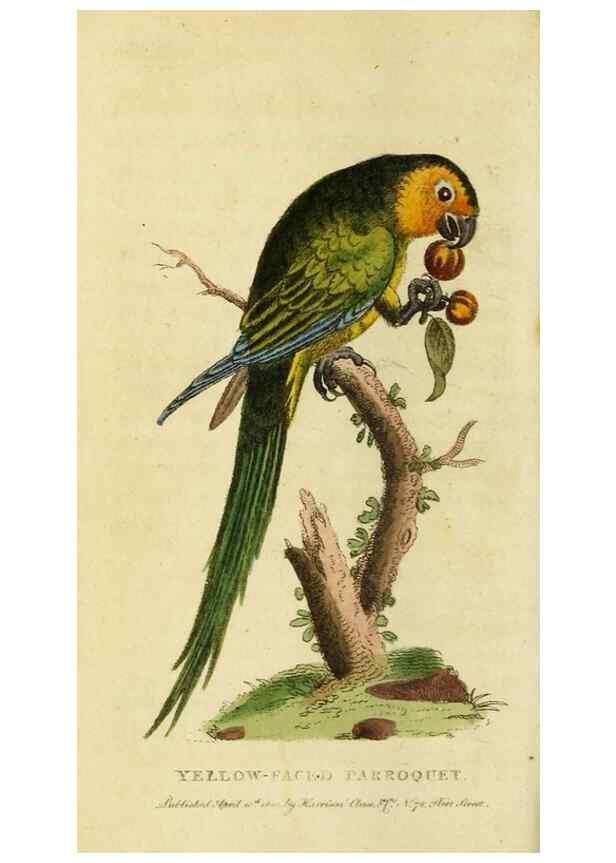 Reproducción/Reproduction 49095717376: The Naturalist's Pocket Magazine or compleat cabinet of the curiosities and beauties of nature.. London.. 