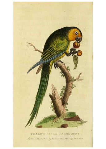 Reproducción/Reproduction 49095717376: The Naturalist's Pocket Magazine or compleat cabinet of the curiosities and beauties of nature.. London.. 