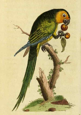 Reproducción/Reproduction 49095717376: The Naturalist's Pocket Magazine or compleat cabinet of the curiosities and beauties of nature.. London.. 