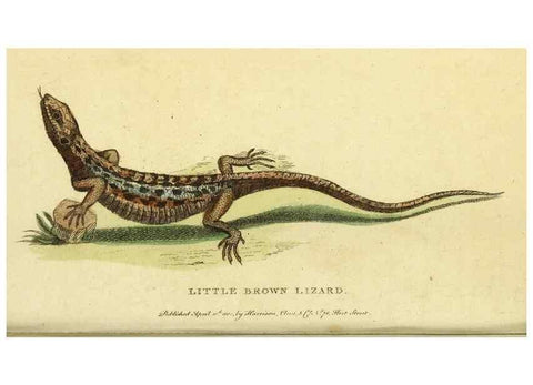 Reproducción/Reproduction 49095717751: The Naturalist's Pocket Magazine or compleat cabinet of the curiosities and beauties of nature.. London.. 
