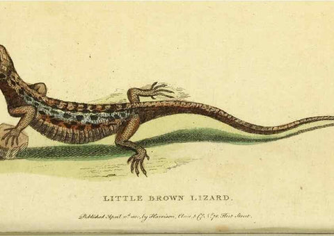 Reproducción/Reproduction 49095717751: The Naturalist's Pocket Magazine or compleat cabinet of the curiosities and beauties of nature.. London.. 
