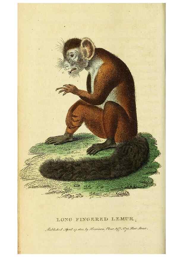 Reproducción/Reproduction 49095202683: The Naturalist's Pocket Magazine or compleat cabinet of the curiosities and beauties of nature.. London.. 