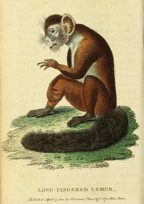 Reproducción/Reproduction 49095202683: The Naturalist's Pocket Magazine or compleat cabinet of the curiosities and beauties of nature.. London.. 