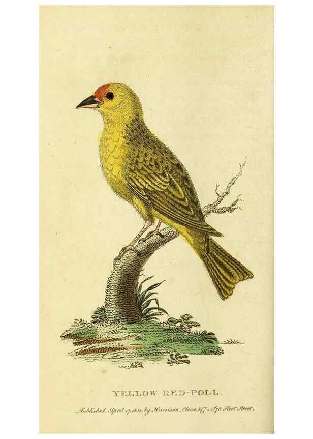 Reproducción/Reproduction 49095909092: The Naturalist's Pocket Magazine or compleat cabinet of the curiosities and beauties of nature.. London.. 