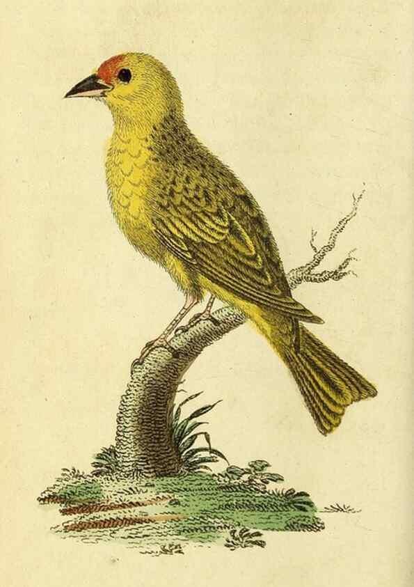 Reproducción/Reproduction 49095909092: The Naturalist's Pocket Magazine or compleat cabinet of the curiosities and beauties of nature.. London.. 