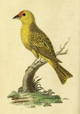 Reproducción/Reproduction 49095909092: The Naturalist's Pocket Magazine or compleat cabinet of the curiosities and beauties of nature.. London.. 