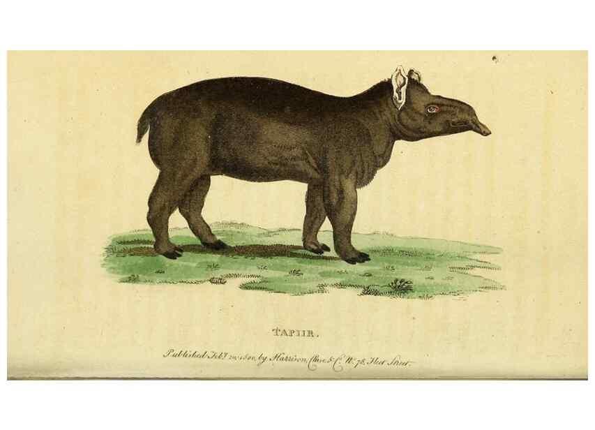 Reproducción/Reproduction 49095909347: The Naturalist's Pocket Magazine or compleat cabinet of the curiosities and beauties of nature.. London.. 