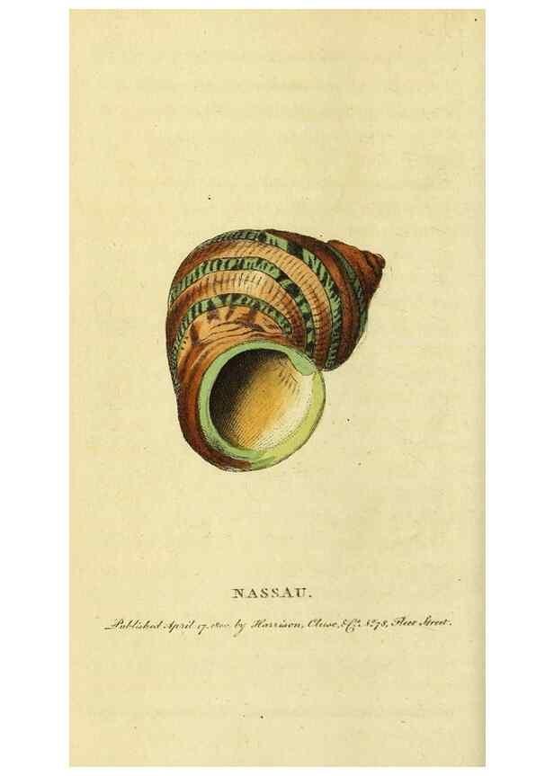 Reproducción/Reproduction 49095719061: The Naturalist's Pocket Magazine or compleat cabinet of the curiosities and beauties of nature.. London.. 