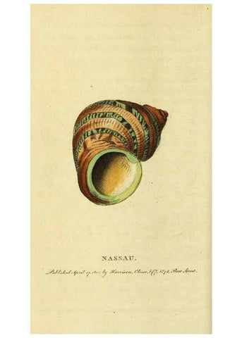 Reproducción/Reproduction 49095719061: The Naturalist's Pocket Magazine or compleat cabinet of the curiosities and beauties of nature.. London.. 