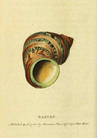 Reproducción/Reproduction 49095719061: The Naturalist's Pocket Magazine or compleat cabinet of the curiosities and beauties of nature.. London.. 