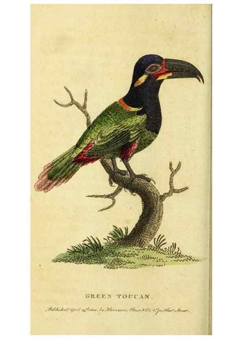 Reproducción/Reproduction 49095719396: The Naturalist's Pocket Magazine or compleat cabinet of the curiosities and beauties of nature.. London.. 