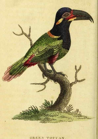 Reproducción/Reproduction 49095719396: The Naturalist's Pocket Magazine or compleat cabinet of the curiosities and beauties of nature.. London.. 