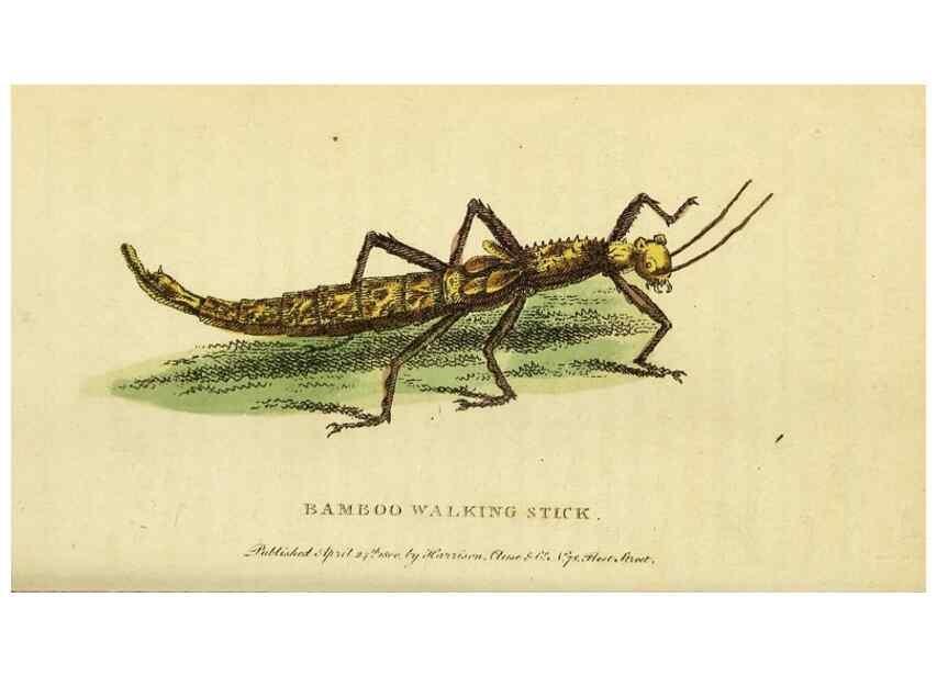 Reproducción/Reproduction 49095910482: The Naturalist's Pocket Magazine or compleat cabinet of the curiosities and beauties of nature.. London.. 