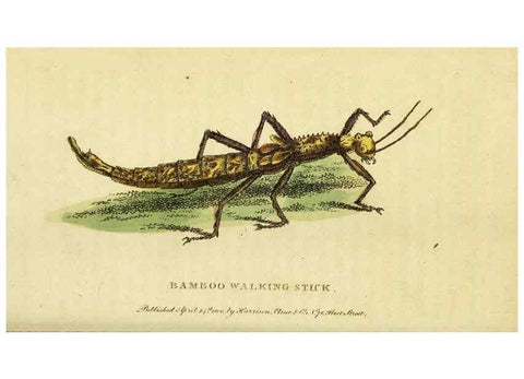 Reproducción/Reproduction 49095910482: The Naturalist's Pocket Magazine or compleat cabinet of the curiosities and beauties of nature.. London.. 