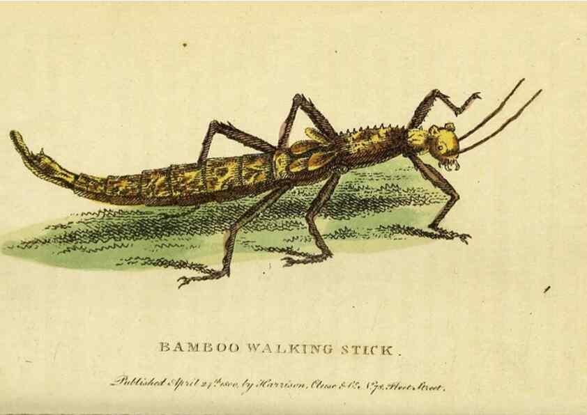 Reproducción/Reproduction 49095910482: The Naturalist's Pocket Magazine or compleat cabinet of the curiosities and beauties of nature.. London.. 