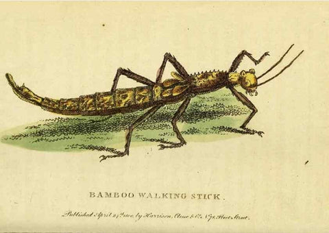 Reproducción/Reproduction 49095910482: The Naturalist's Pocket Magazine or compleat cabinet of the curiosities and beauties of nature.. London.. 
