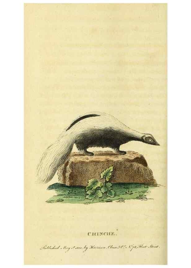 Reproducción/Reproduction 49095204638: The Naturalist's Pocket Magazine or compleat cabinet of the curiosities and beauties of nature.. London.. 