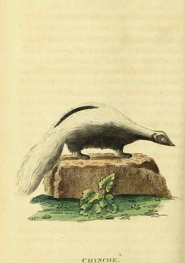 Reproducción/Reproduction 49095204638: The Naturalist's Pocket Magazine or compleat cabinet of the curiosities and beauties of nature.. London.. 