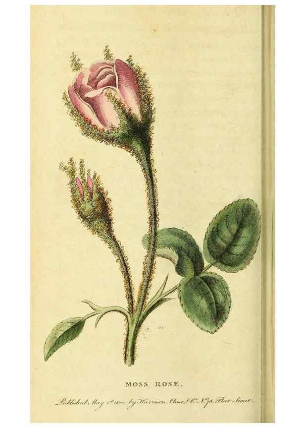 Reproducción/Reproduction 49095911157: The Naturalist's Pocket Magazine or compleat cabinet of the curiosities and beauties of nature.. London.. 