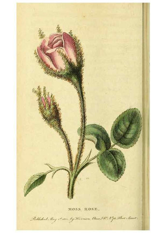 Reproducción/Reproduction 49095911157: The Naturalist's Pocket Magazine or compleat cabinet of the curiosities and beauties of nature.. London.. 