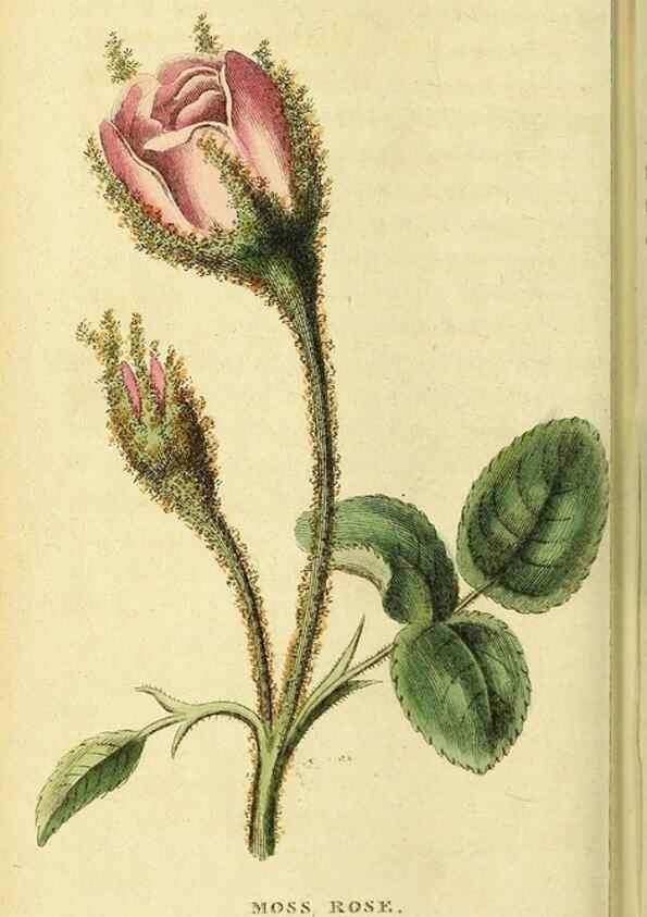 Reproducción/Reproduction 49095911157: The Naturalist's Pocket Magazine or compleat cabinet of the curiosities and beauties of nature.. London.. 