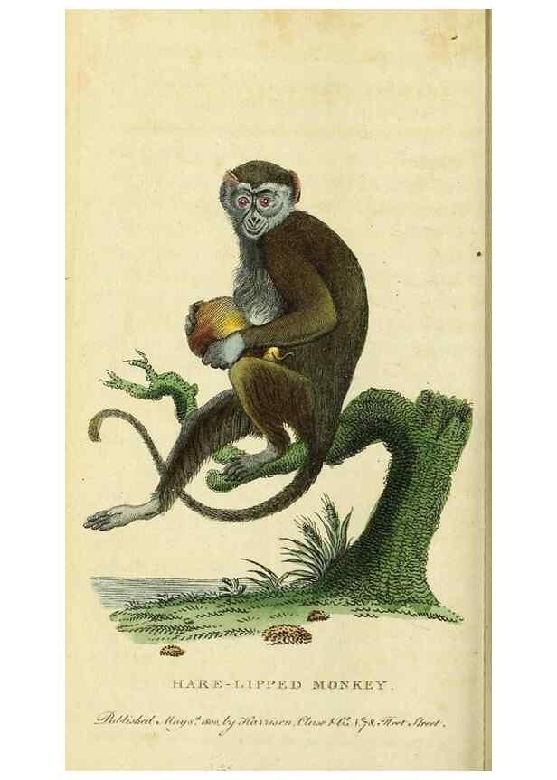 Reproducción/Reproduction 49095720681: The Naturalist's Pocket Magazine or compleat cabinet of the curiosities and beauties of nature.. London.. 