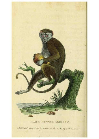 Reproducción/Reproduction 49095720681: The Naturalist's Pocket Magazine or compleat cabinet of the curiosities and beauties of nature.. London.. 