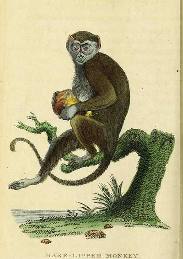 Reproducción/Reproduction 49095720681: The Naturalist's Pocket Magazine or compleat cabinet of the curiosities and beauties of nature.. London.. 