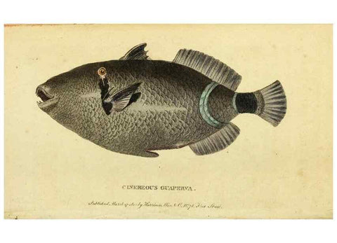 Reproducción/Reproduction 49095200158: The Naturalist's Pocket Magazine or compleat cabinet of the curiosities and beauties of nature.. London.. 