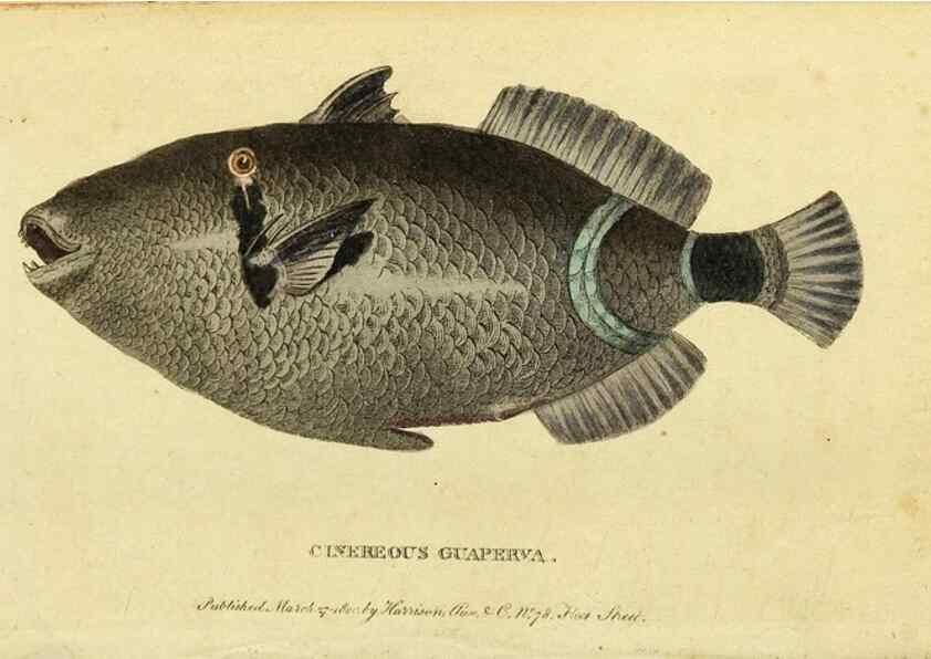 Reproducción/Reproduction 49095200158: The Naturalist's Pocket Magazine or compleat cabinet of the curiosities and beauties of nature.. London.. 