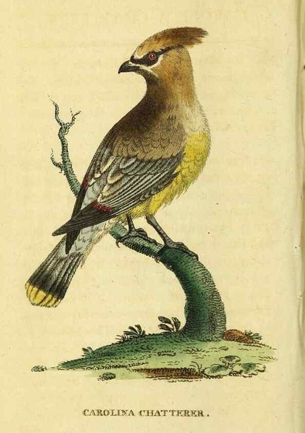 Reproducción/Reproduction 49095715316: The Naturalist's Pocket Magazine or compleat cabinet of the curiosities and beauties of nature.. London.. 