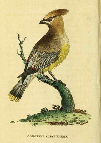Reproducción/Reproduction 49095715316: The Naturalist's Pocket Magazine or compleat cabinet of the curiosities and beauties of nature.. London.. 